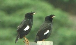 功夫瑜伽八哥在线观看,八哥在线观影，领略异域风华